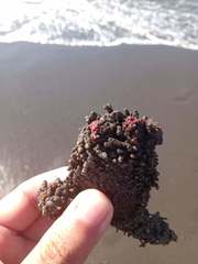 Pyura chilensis