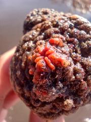 Pyura chilensis