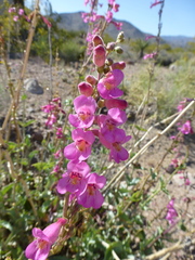 Penstemon bicolor roseus