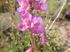 Penstemon bicolor roseus
