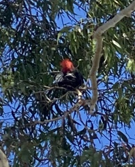 Callocephalon fimbriatum