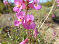 Penstemon bicolor roseus