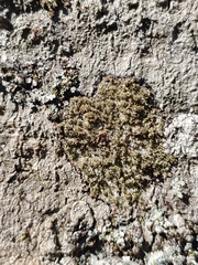 Neoprotoparmelia amerisidiata