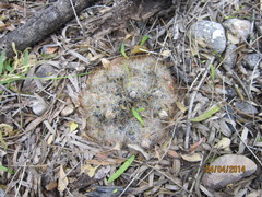Mammillaria prolifera