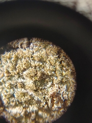 Neoprotoparmelia amerisidiata