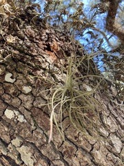 Tillandsia recurvata image