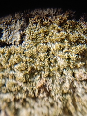 Neoprotoparmelia amerisidiata
