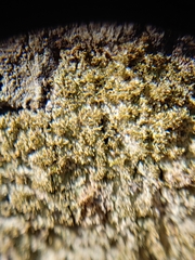 Neoprotoparmelia amerisidiata
