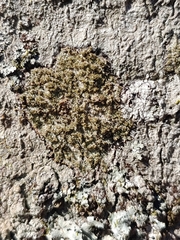 Neoprotoparmelia amerisidiata
