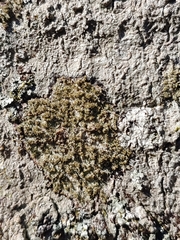 Neoprotoparmelia amerisidiata