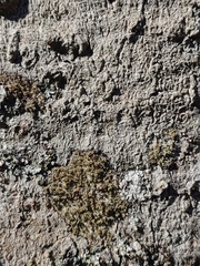 Neoprotoparmelia amerisidiata