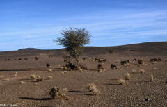 Vachellia tortilis raddiana