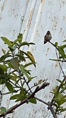 Selasphorus calliope