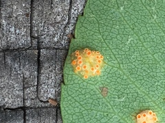 Gymnotelium blasdaleanum