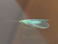 Chrysoperla carnea