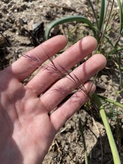 Muhlenbergia microsperma