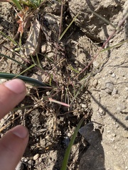 Muhlenbergia microsperma