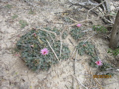 Coryphantha macromeris runyonii