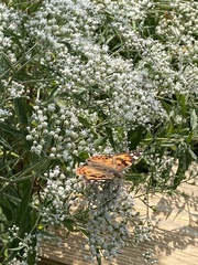 Vanessa cardui