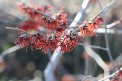 Hamamelis vernalis