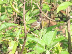 Mecocerculus leucophrys