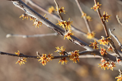 Hamamelis vernalis