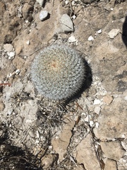 Mammillaria haageana