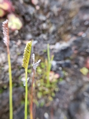 Schizaea