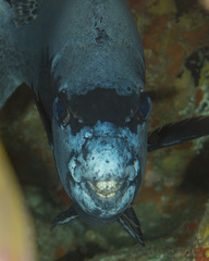 Oplegnathus punctatus