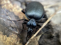 Scaphinotus interruptus