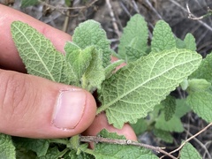 Lepechinia cardiophylla
