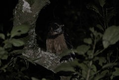 Pulsatrix koeniswaldiana