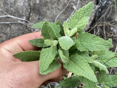 Lepechinia cardiophylla