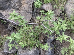 Lepechinia cardiophylla