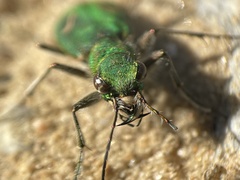 Cicindela ohlone