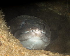Conger marginatus