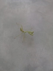 Stagmatoptera femoralis
