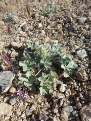 Pediomelum megalanthum