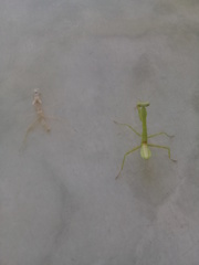 Stagmatoptera femoralis