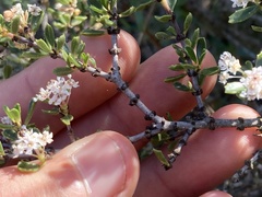 Ceanothus bolensis