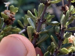 Ceanothus bolensis