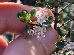 Ceanothus bolensis