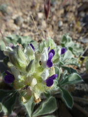 Pediomelum megalanthum