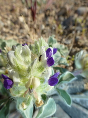 Pediomelum megalanthum