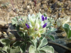 Pediomelum megalanthum