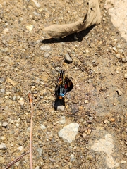 Mimoniades versicolor