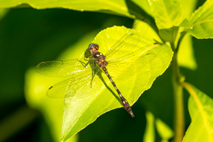 Macrothemis hemichlora