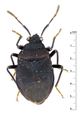 Pseudindra nigra