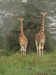 Giraffa camelopardalis rothschildi