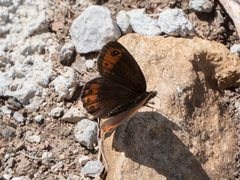 Erebia styx